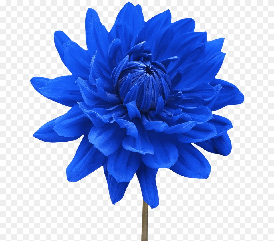 Flower White Blue Dahlia Desktop Wallpaper Flower Blue Flower Transparent Background, Plant Free Png Download