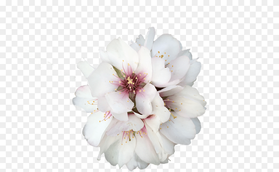 Flower White Flowers Flower, Geranium, Plant, Pollen, Petal Png