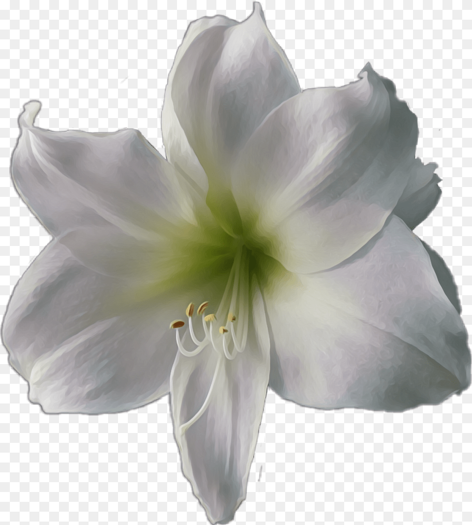Flower White Lily Lily, Plant, Pollen, Rose, Geranium Png