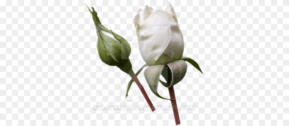 Flower White Magnolia Pictures, Bud, Plant, Rose, Sprout Free Transparent Png