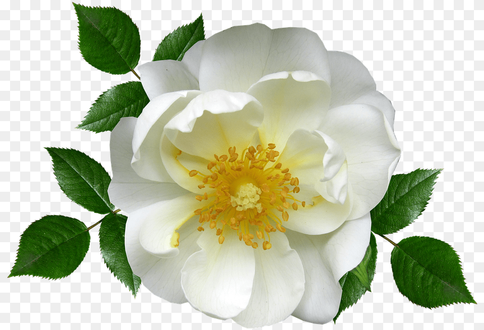 Flower White Rose Blossom Plant Vektor Bunga Mawar Putih, Anemone, Petal, Pollen Free Png Download