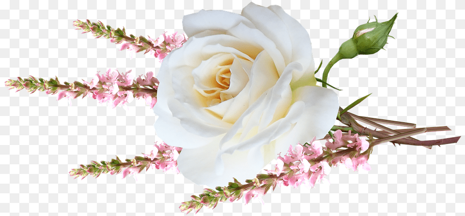 Flower White Rose Flower, Flower Arrangement, Plant, Flower Bouquet Png