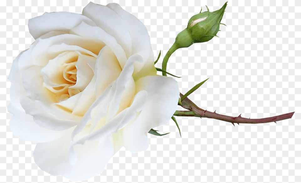 Flower White Rose Photo White Rose, Plant Free Png