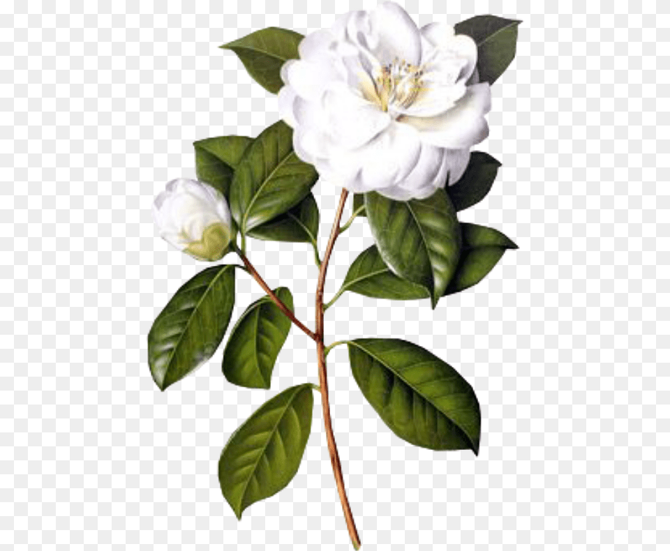 Flower White Spring Overlay Kpopedit Jasmine Flower Botanical Drawing, Leaf, Plant, Rose, Dahlia Free Png