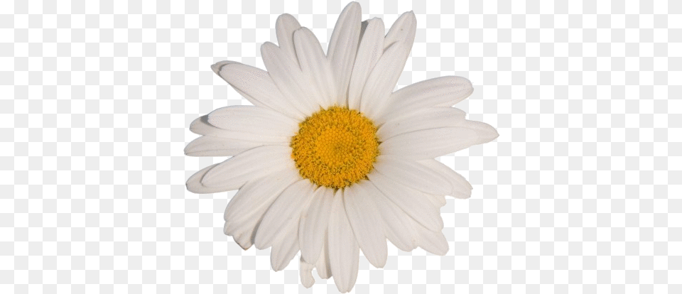 Flower White Tumblr Aesthetic Vaporwave Daisy Flower White Background, Plant, Petal Free Transparent Png