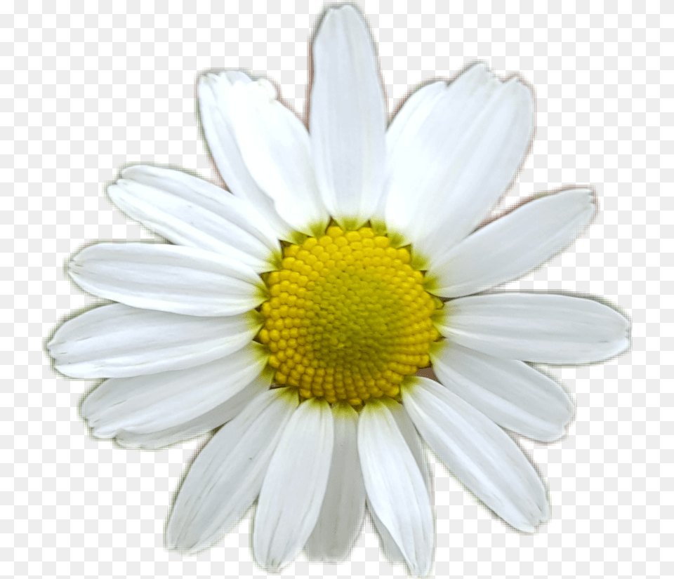 Flower White Whiteflower Yellow Daisy Sunflower 3d Daisy, Plant, Petal Free Png Download