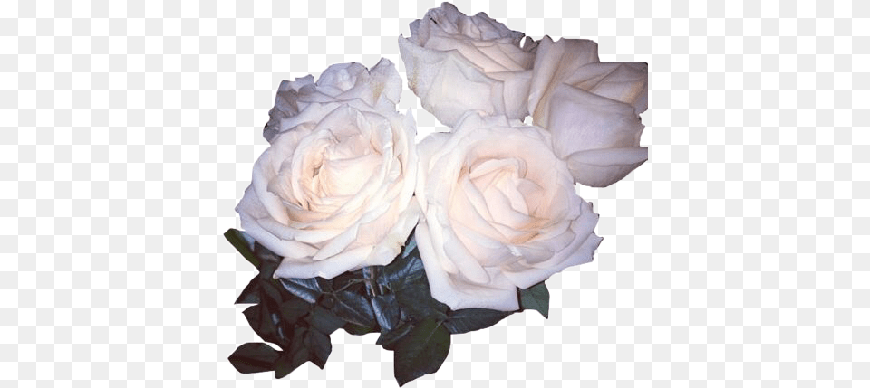 Flower White Whiterose Stickers Aesthetic Freetoedit White Roses Tumblr, Petal, Plant, Rose Png