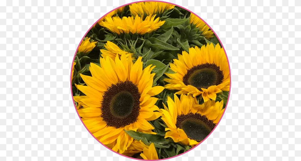 Flower Wholesaler U2013 Floral Garden Group A Goodchild Ltd, Plant, Sunflower Png Image