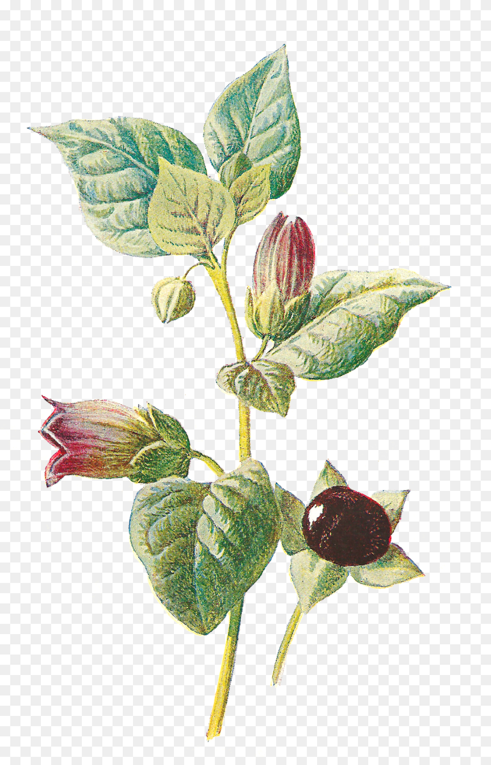 Flower Wildflower Deadly Nightshade Image Illustration Deadly Nightshade Flower Illustration, Acanthaceae, Sprout, Plant, Leaf Png