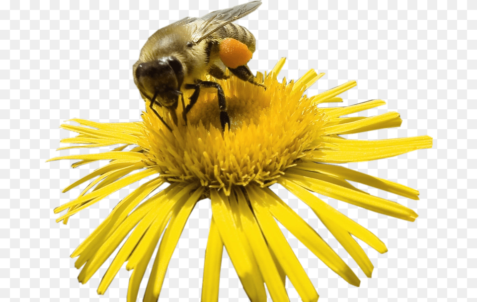 Flower With Bee, Animal, Invertebrate, Insect, Honey Bee Free Png Download