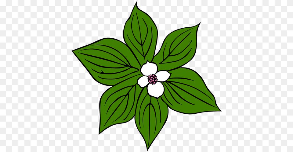 Flower With Green Leaves Vector Art, Leaf, Plant, Anemone, Annonaceae Free Png Download