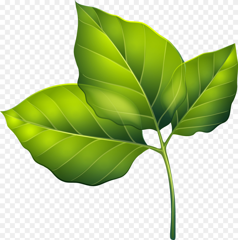 Flower With Leaf Files Green Leaves Clipart, Plant, Tree, Smoke Pipe Png
