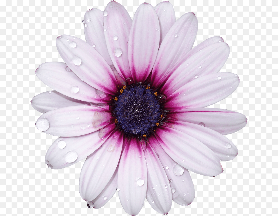 Flower With No Background, Anemone, Dahlia, Daisy, Petal Free Png