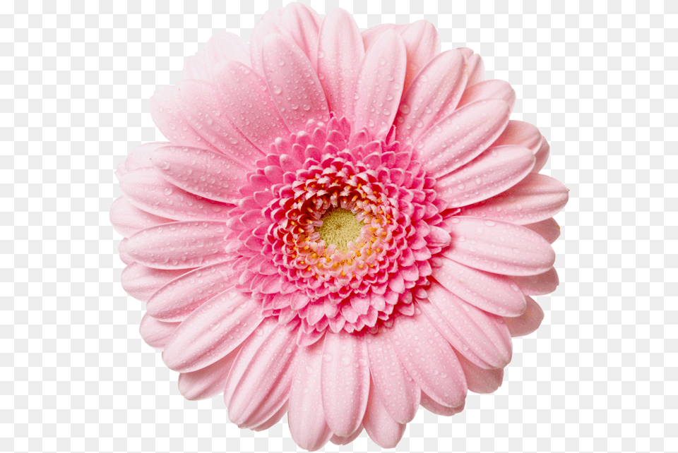 Flower With Raindrops Pink Flower, Dahlia, Daisy, Petal, Plant Png Image