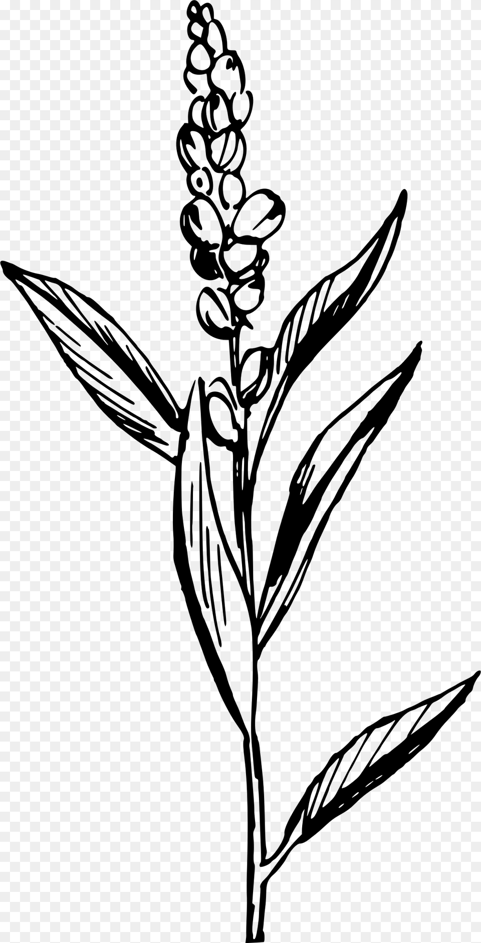 Flower With Roots Clipart Black And White Graphic Black Flax Clipart, Gray Free Png Download