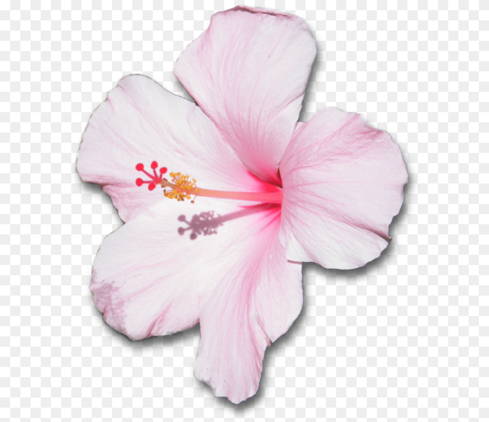 Flower With Shadow By Hibiscus Pink Flower, Plant, Pollen, Rose Free Transparent Png