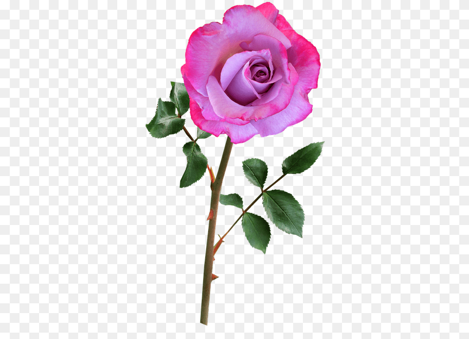 Flower With Stem 3 Flower With Stem, Plant, Rose Free Png