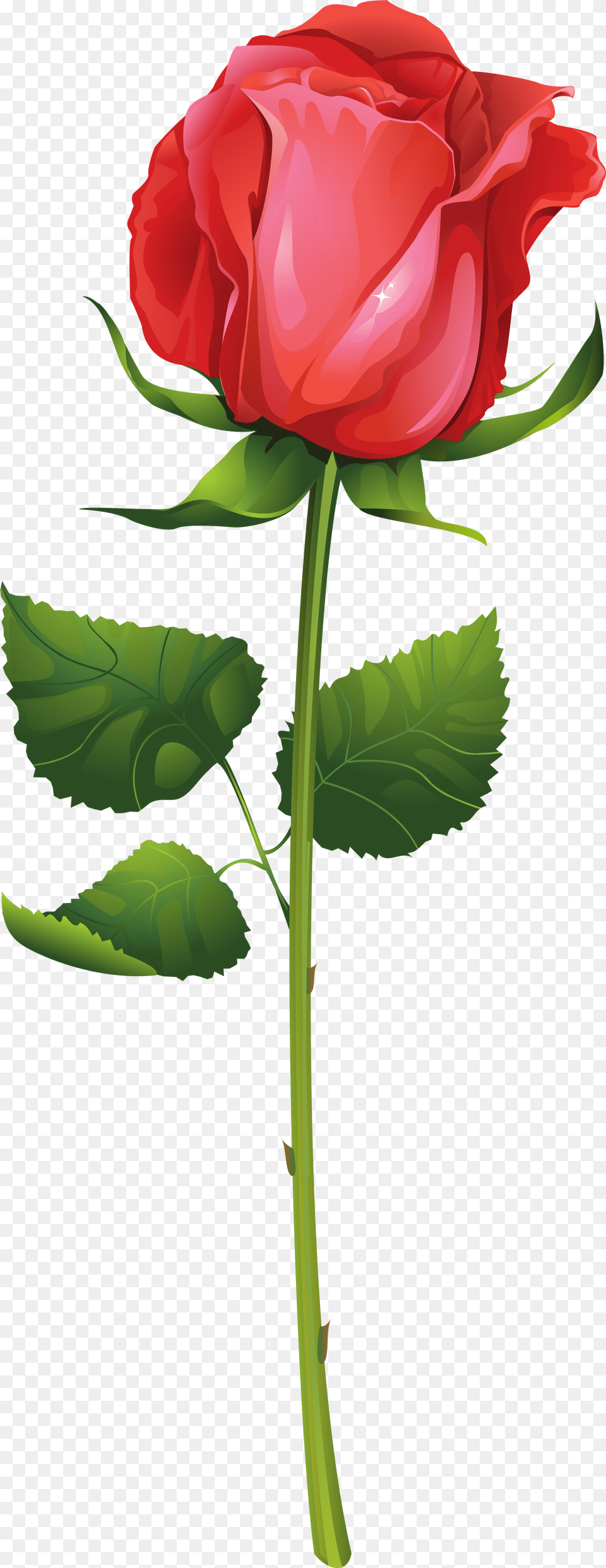 Flower With Stem Rose Illustration Vector, Plant Free Transparent Png