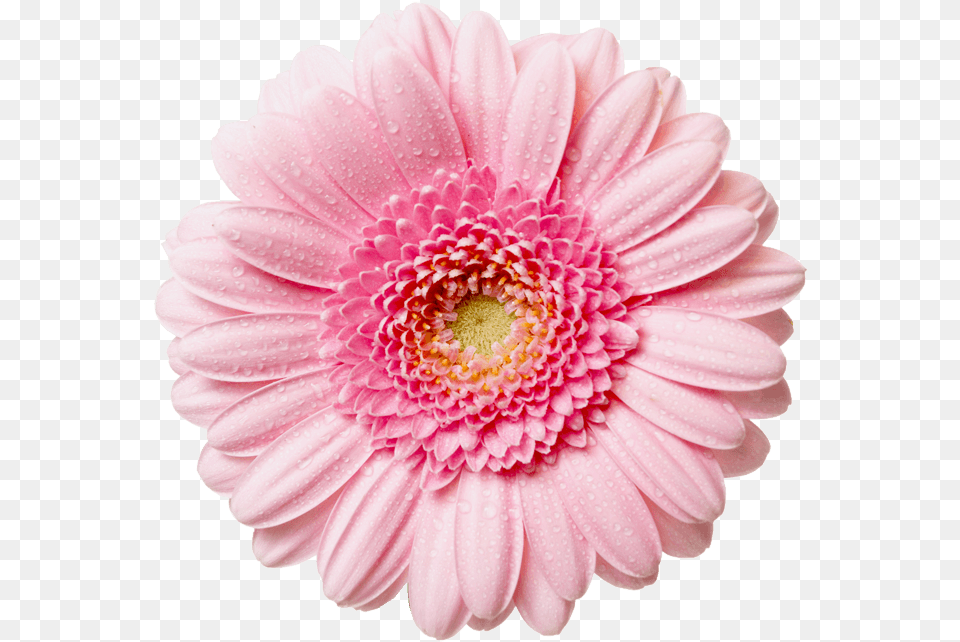 Flower With Transparent Background Clipart Pink Flower, Dahlia, Daisy, Petal, Plant Free Png Download
