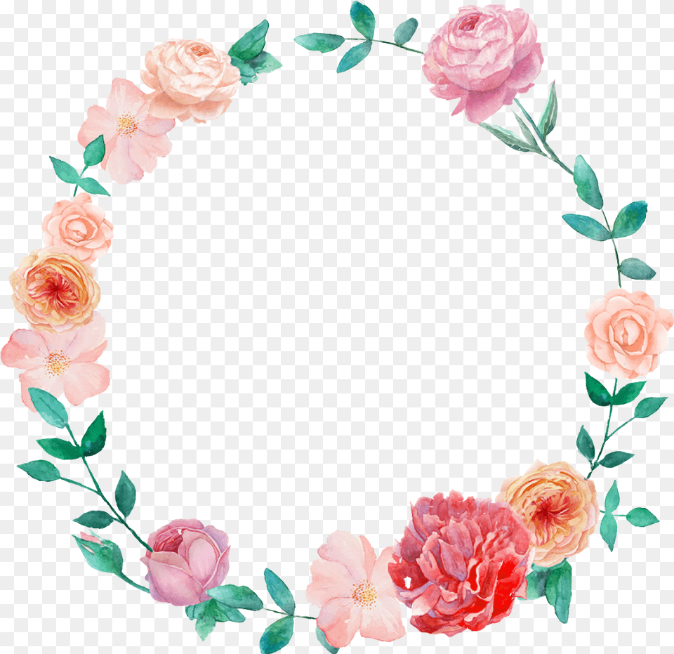 Flower Wreath Transparent Clipart Watercolor Wreath Clipart Plant, Rose, Carnation, Petal Free Png