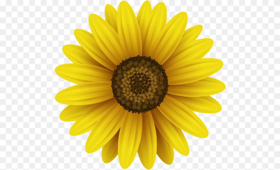 Flower Yellow Clip Art Flower Monogram Svg Free, Daisy, Plant, Sunflower Png Image