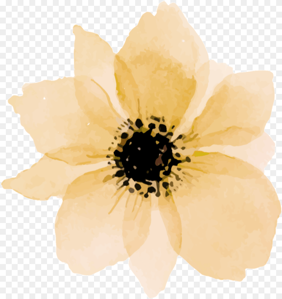 Flower Yellow Daisy Yellowflower Nature Paint Pink Flower Drawing, Anemone, Anther, Petal, Plant Free Transparent Png