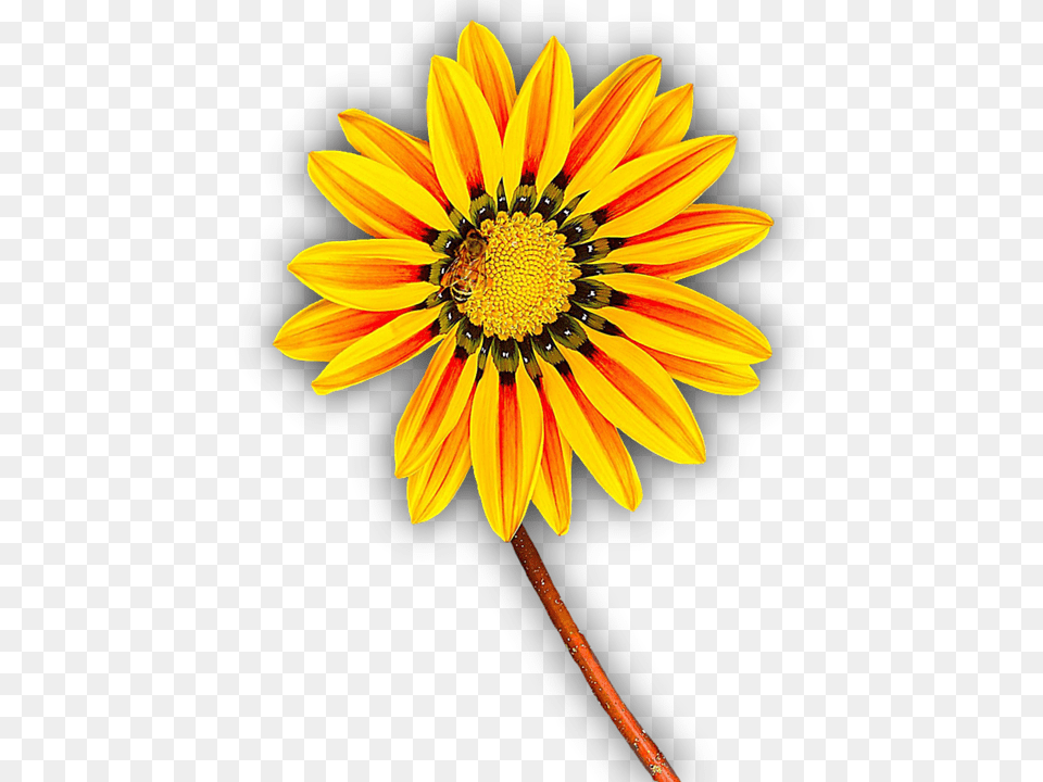 Flower Yellow Isolated Yellow Flower Blossom Flor Amarilla, Plant, Daisy, Treasure Flower Free Png Download