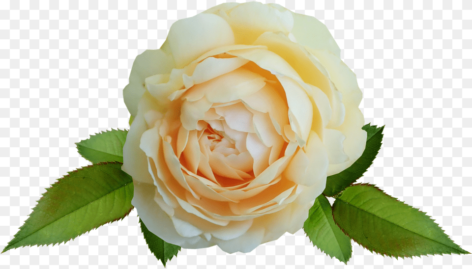 Flower Yellow Rose David Photo On Pixabay Hybrid Tea Rose, Plant, Petal Free Transparent Png