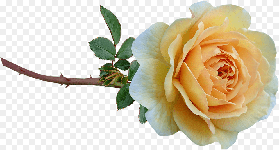 Flower Yellow Rose Photo On Pixabay Garden Roses, Plant, Petal Free Png Download