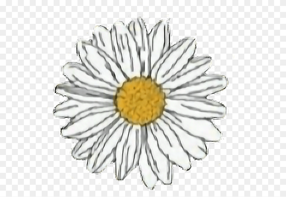Flower Yellow White Daisy Aesthetic Freetoedit Transparent Daisy Stickers, Plant, Petal, Rose, Anemone Png Image