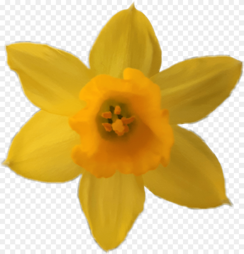 Flower Yellow Yellowflower Daffodil Narcissus Narcissus, Plant, Rose Free Png