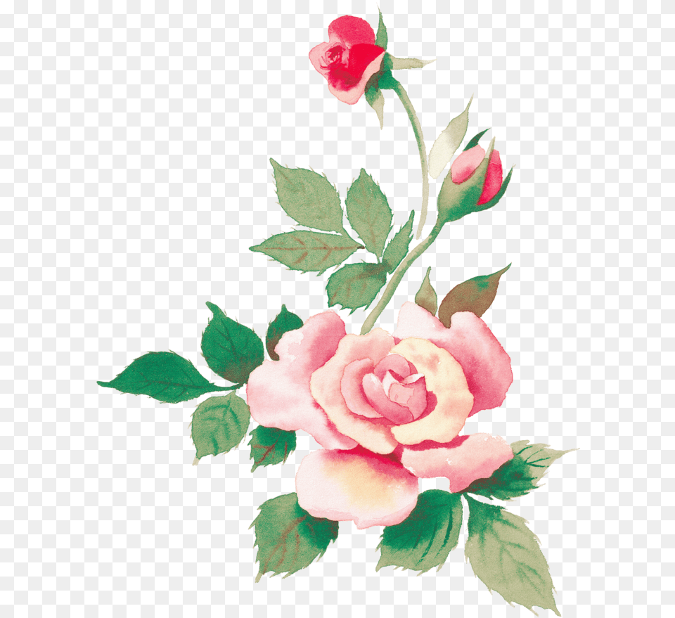 Flowera Watercolor Hd, Flower, Plant, Rose, Petal Png