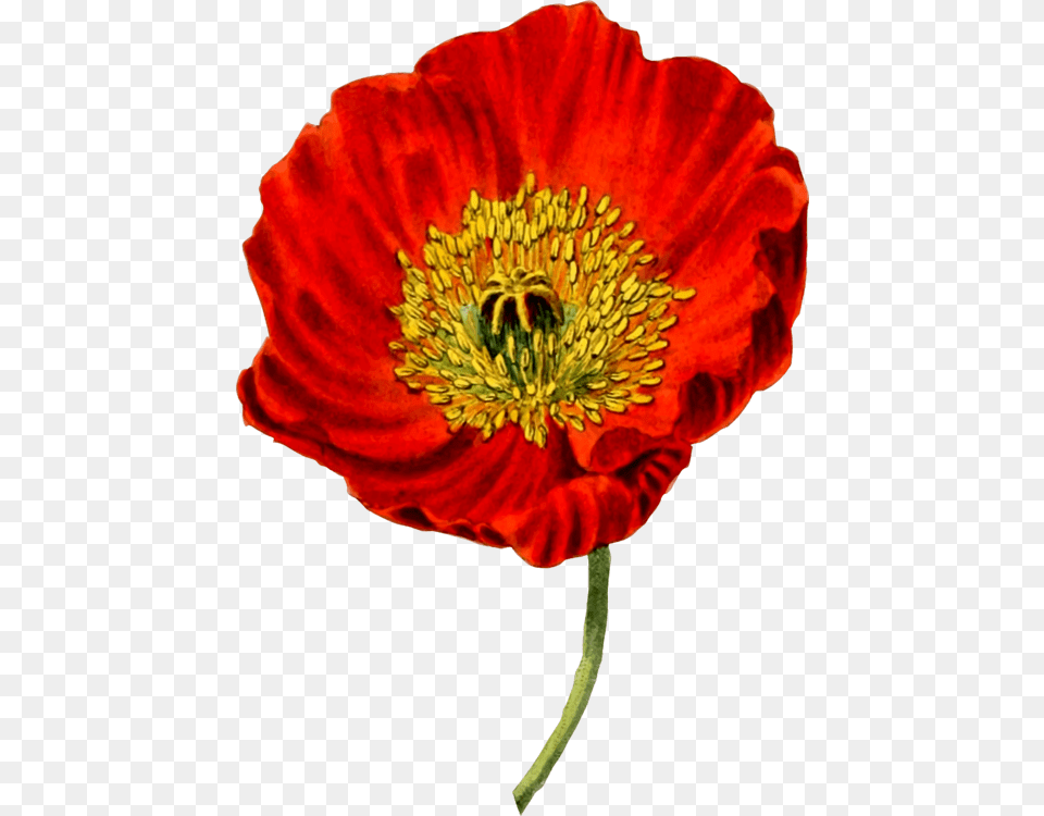 Flowercoquelicotpetal Opium Poppy Transparent Background, Flower, Plant, Pollen, Rose Png