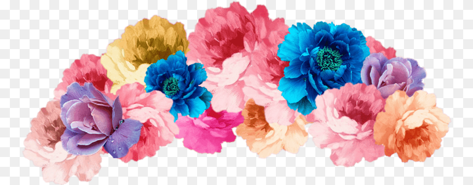 Flowercrown Transparent Flower Crown Transparent, Carnation, Plant, Rose Free Png Download