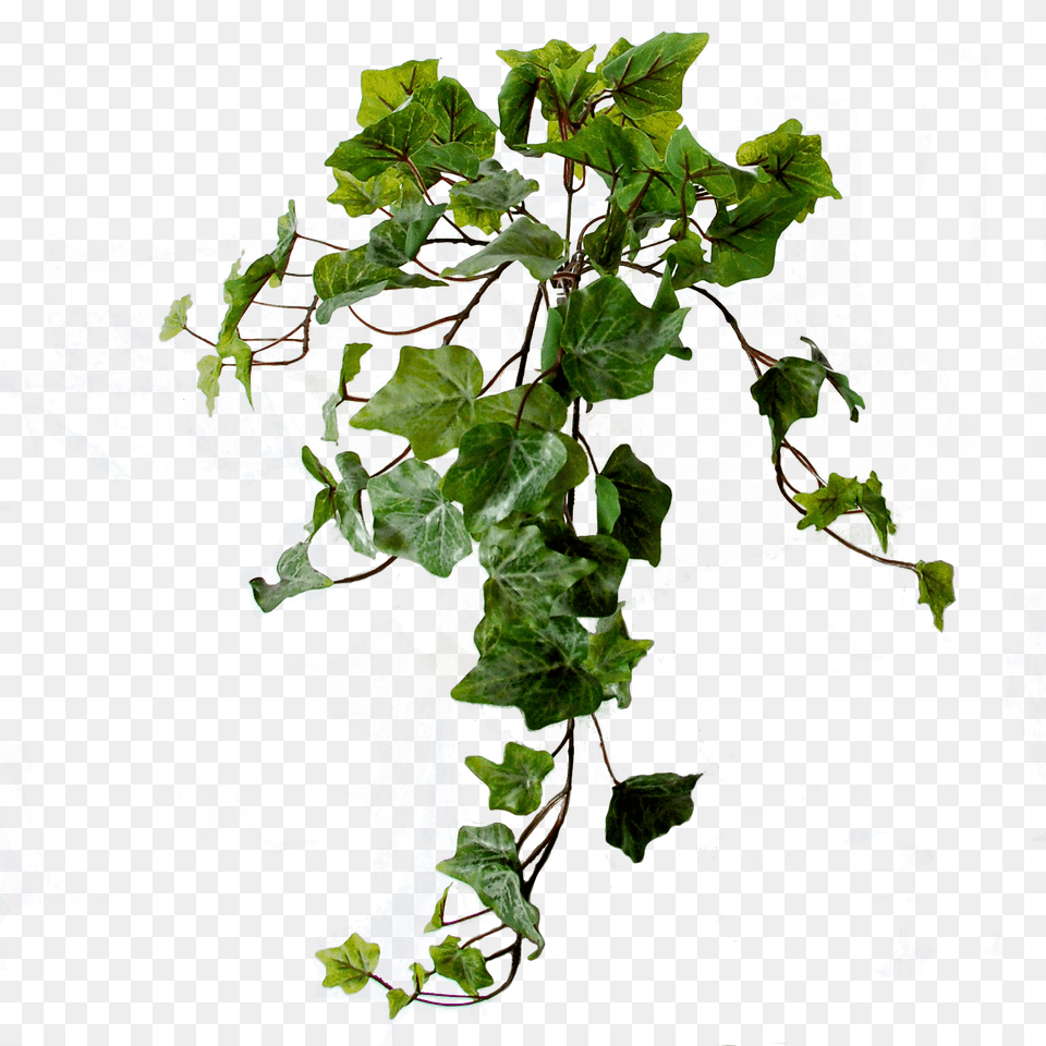 Flowerdutchess Ivy Light Frosted Green 45 Cm Centimetre, Leaf, Plant, Vine Free Transparent Png