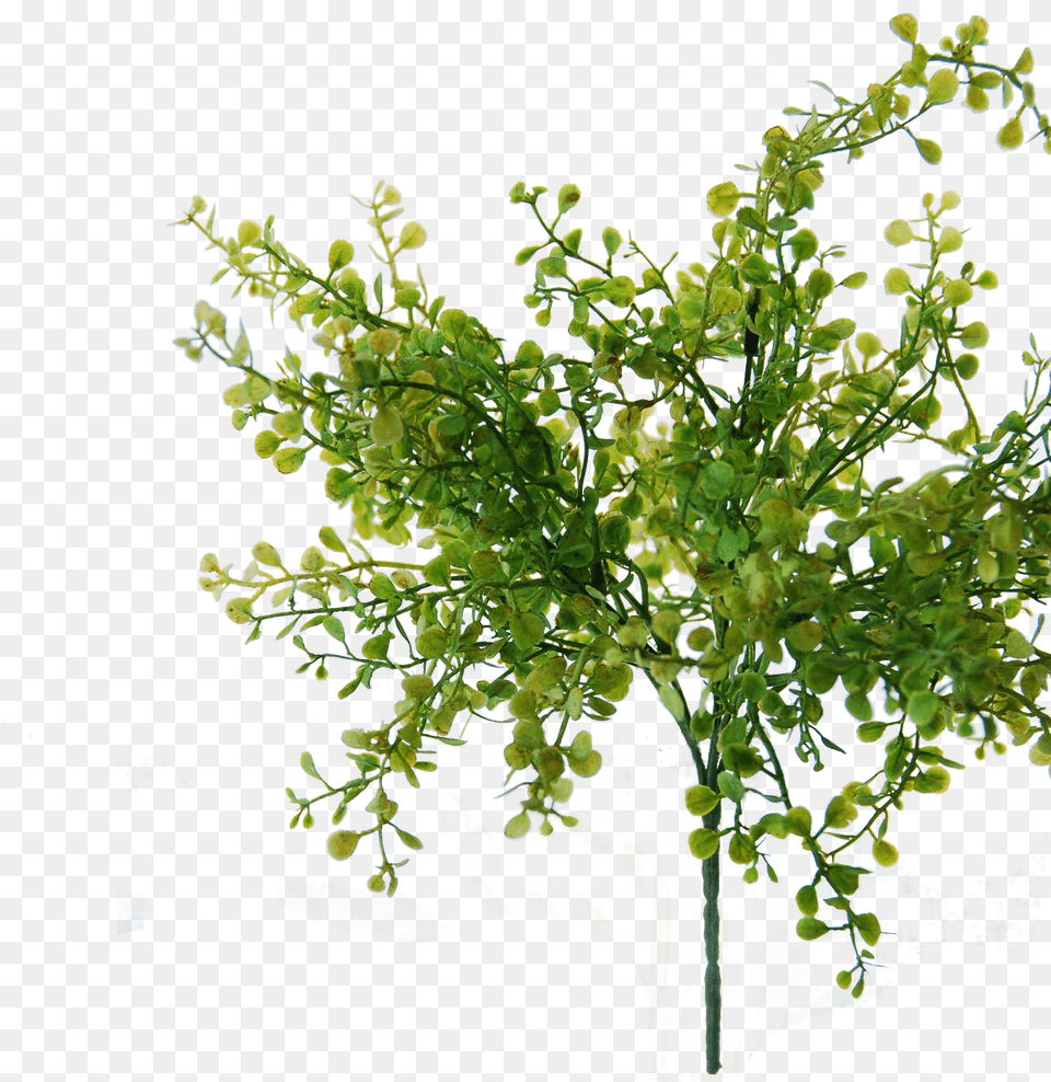 Flowerdutchess Myosotis Bush Green 25cm Edited Tree, Leaf, Plant, Potted Plant, Flower Free Transparent Png