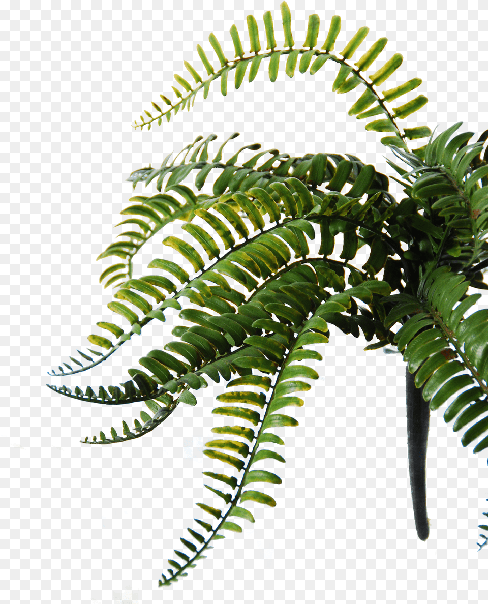 Flowerdutchess Royal Fern Ostrich Fern, Plant, Leaf Free Transparent Png