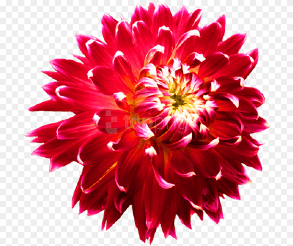 Flowerflowering Flowersdaisy Familyannual Flowerperennial, Dahlia, Flower, Plant, Petal Free Png