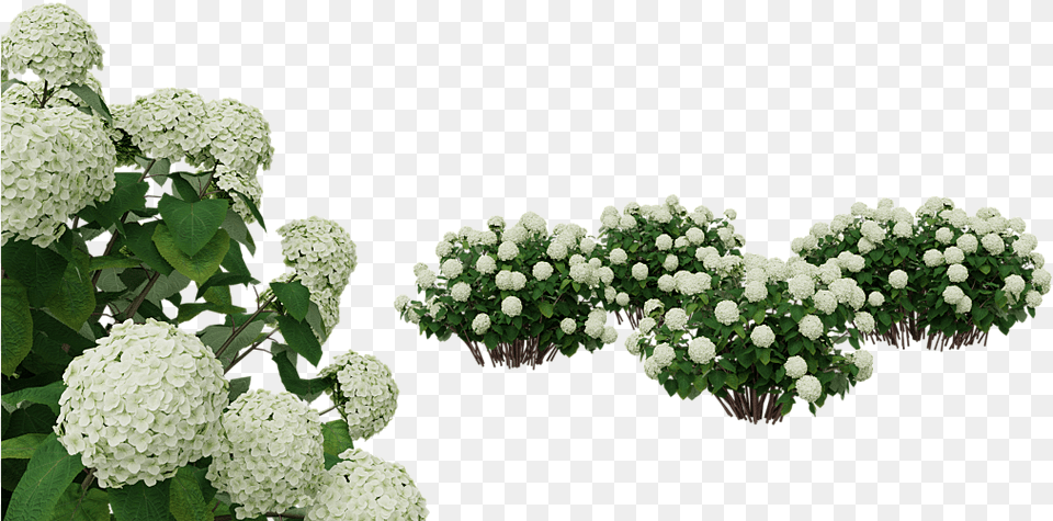 Flowerflowering Plantmoschatel Familyevergreen Candytuft White Hydrangea Flower, Plant, Leaf, Flower Arrangement, Art Png