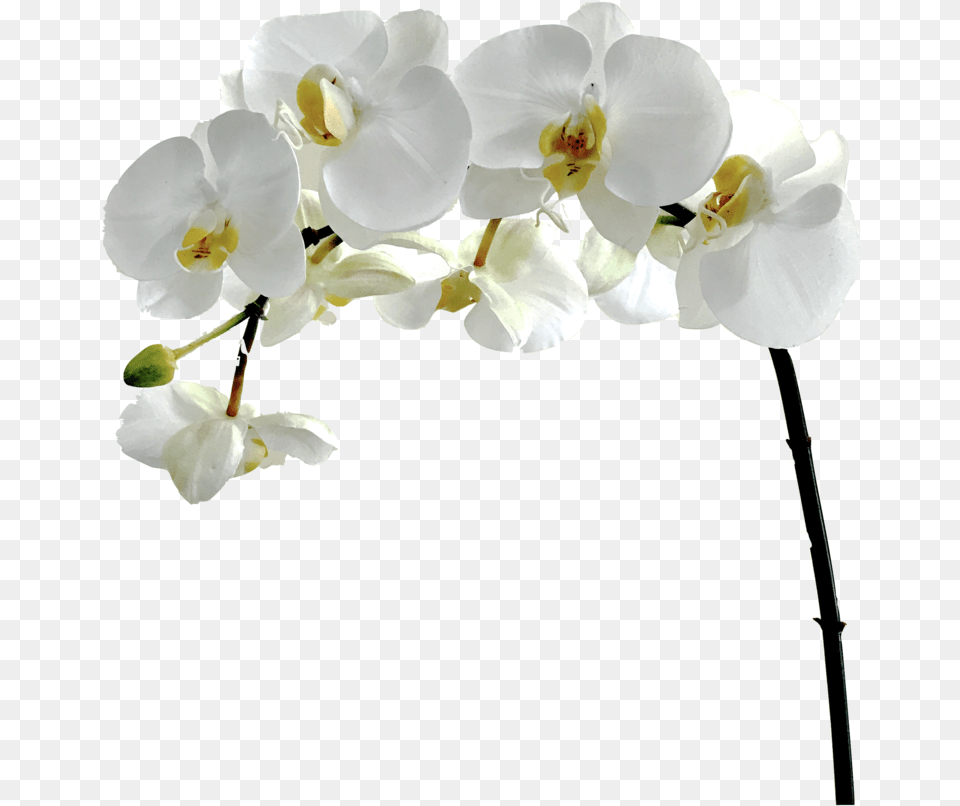 Flowerflowering Plantmoth Orchidpetalcut Flowerorchids Orchid Flower White, Plant Free Png