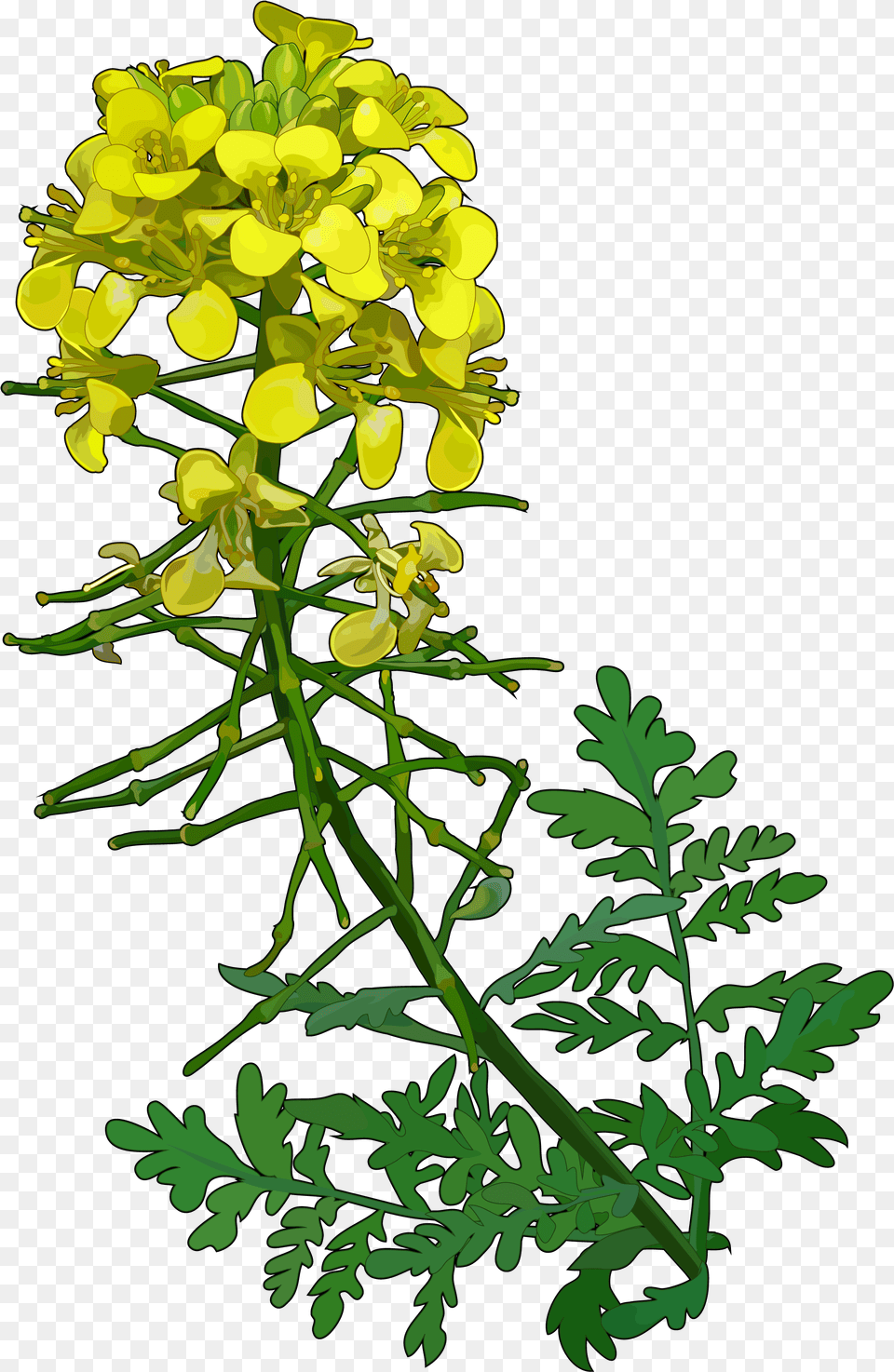 Flowerflowering Stemtreebranch Mustard, Plant, Food, Flower, Apiaceae Png