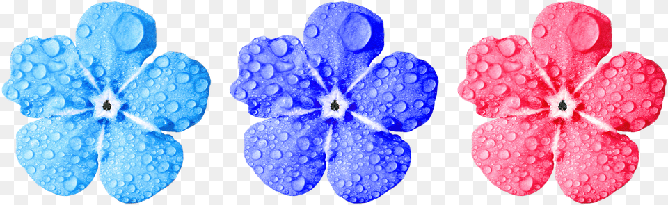 Flowerforget Me Notcloseleavesdrop Of Watersmall No Copyright Flower, Geranium, Petal, Plant, Anemone Free Transparent Png