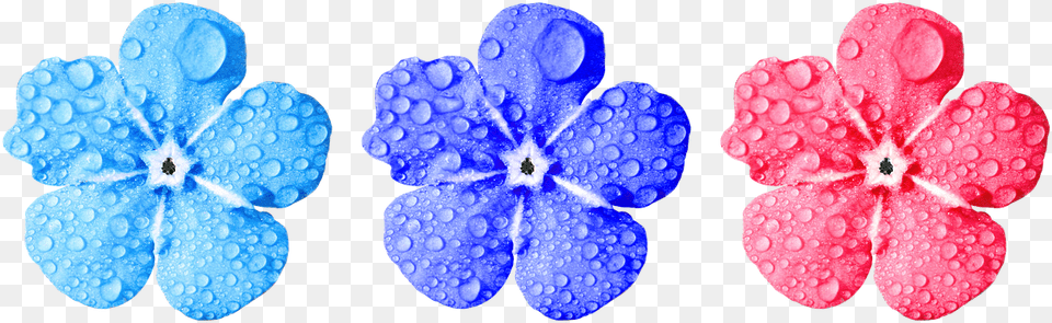 Flowerforget Me Notcloseleavesdrop Of Watersmall Non Copyrighted Flower, Geranium, Petal, Plant, Anemone Free Png