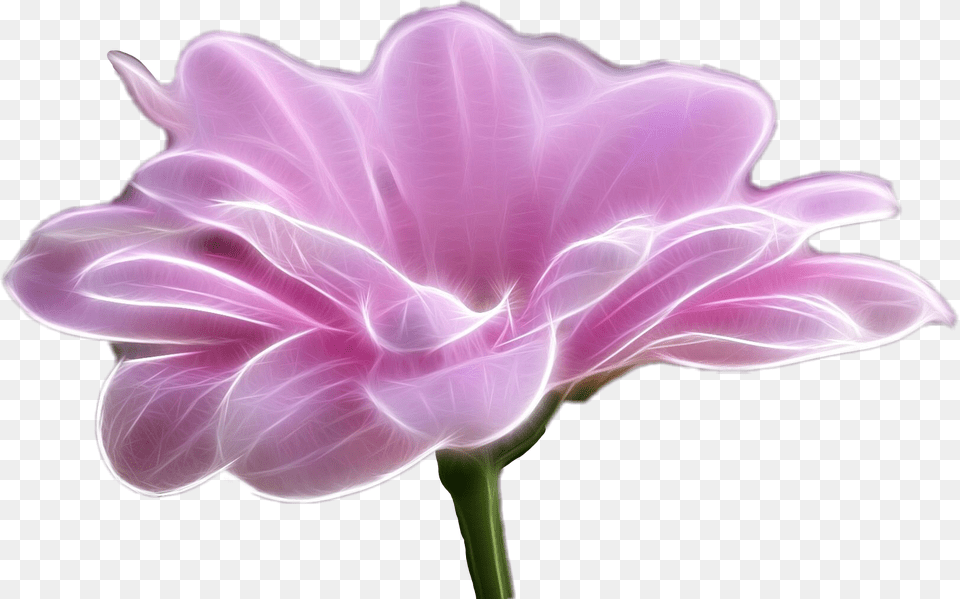 Flowerfreetoedit Artificial Flower, Dahlia, Petal, Plant, Geranium Png