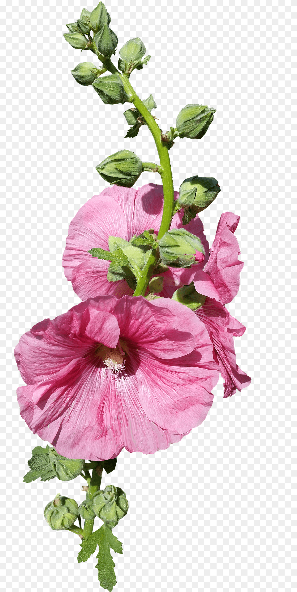 Flowerhollyhock Stem Pink Buds Flower Hollyhock Stem, Geranium, Petal, Plant, Rose Png