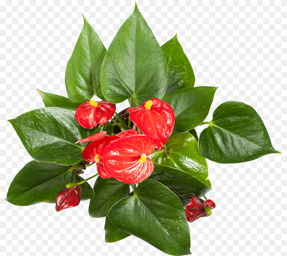 Flowering Anthurium For Sale Chinese Hibiscus, Flower, Flower Arrangement, Plant, Leaf Free Png Download