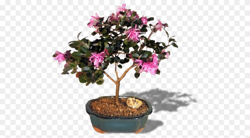 Flowering Bonsai Tree Chinese Sweet Plum Flower, Plant, Potted Plant, Leaf, Geranium Png Image