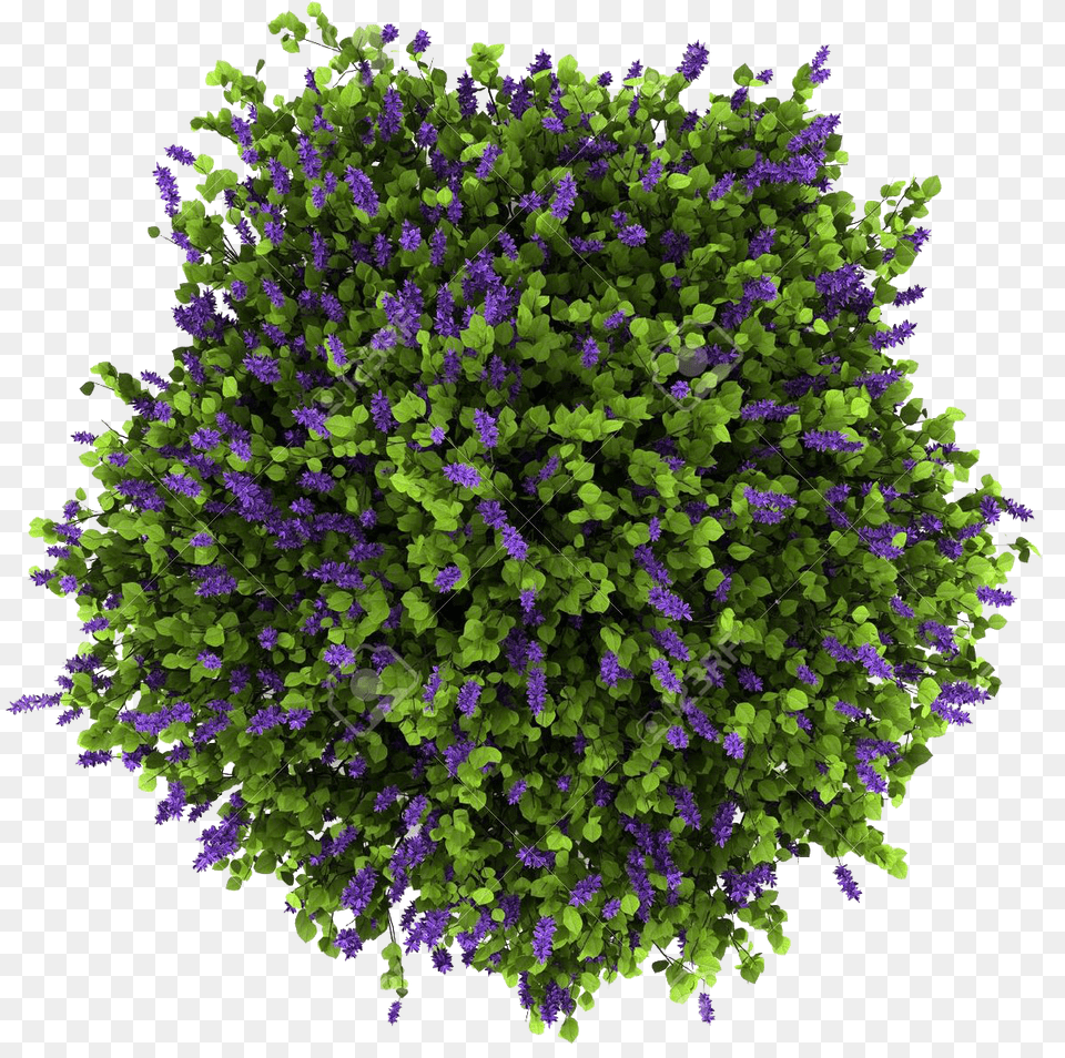 Flowering Bush Plan, Plant, Vegetation, Purple, Flower Free Png
