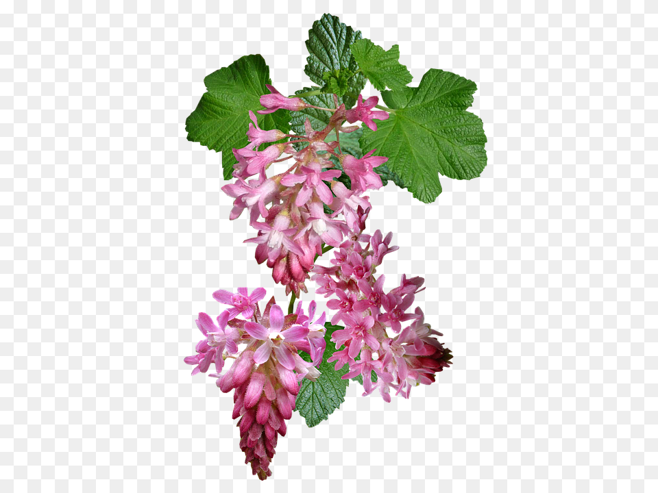 Flowering Currant Flower, Leaf, Petal, Plant Free Png