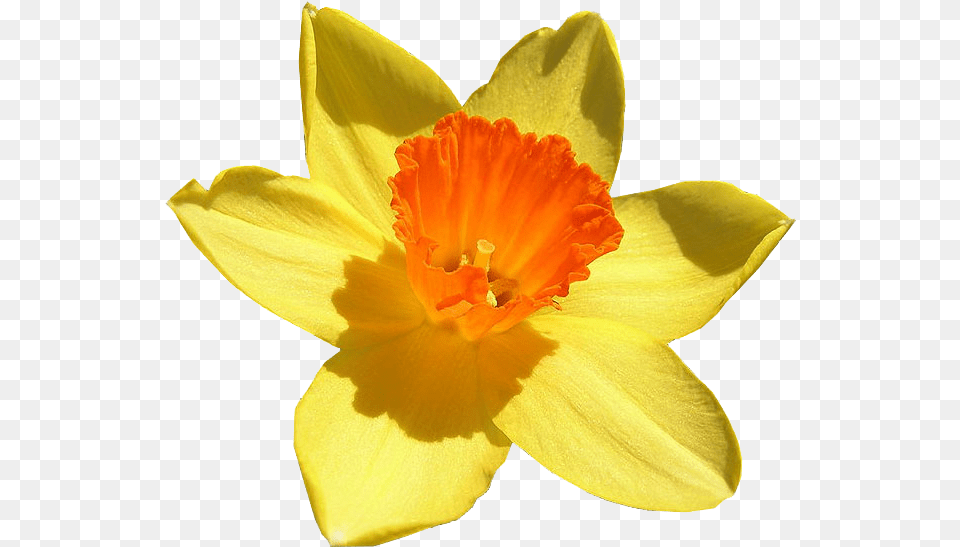 Flowering Daffodil Up Close, Flower, Plant Free Transparent Png